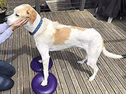 Dogs Training Aids Balance Flying Saucer Fitness Sports Muscle Atrophy Dog Agility Toy Pet Rehabilitation Training Products