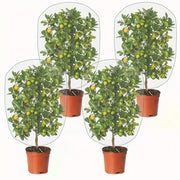 Garden Netting Insect Bird Barrier, Plant Fruit Tree Protection Net, Keep Bugs Birds Away from Fruits Flowers Citrus