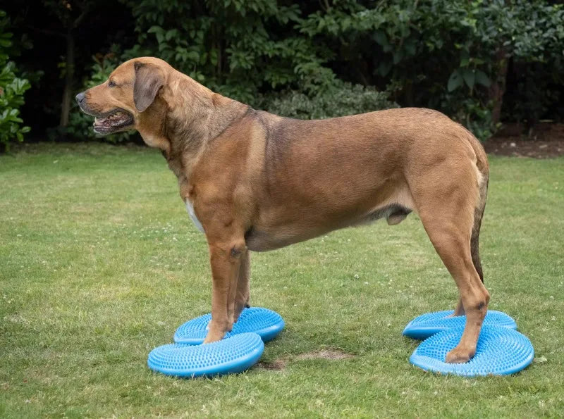 Dogs Training Aids Balance Flying Saucer Fitness Sports Muscle Atrophy Dog Agility Toy Pet Rehabilitation Training Products