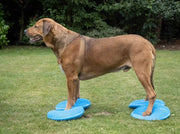 Dogs Training Aids Balance Flying Saucer Fitness Sports Muscle Atrophy Dog Agility Toy Pet Rehabilitation Training Products