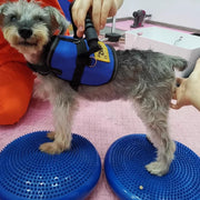 Dogs Training Aids Balance Flying Saucer Fitness Sports Muscle Atrophy Dog Agility Toy Pet Rehabilitation Training Products