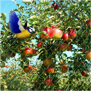 Garden Anti Bird Insect Protection Net Orchard Plant Vegetable Fruit Care Covers Green Mesh Pest Control Network Stretch Fencing
