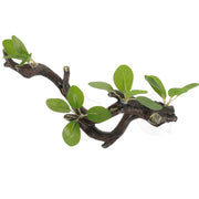 Reptile Accessories for Habitat Simulated Resin Branches Animal Fish Lizard Tank Aquarium Decor Accessories Habitat Container