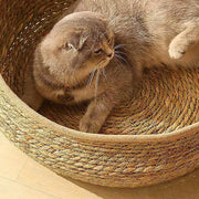 Cat Basket Bed Cotton Rope Round Bed for Cat Sleep with Pillow All Season Indoor Weaving Pet Resting Scratching Sleeping