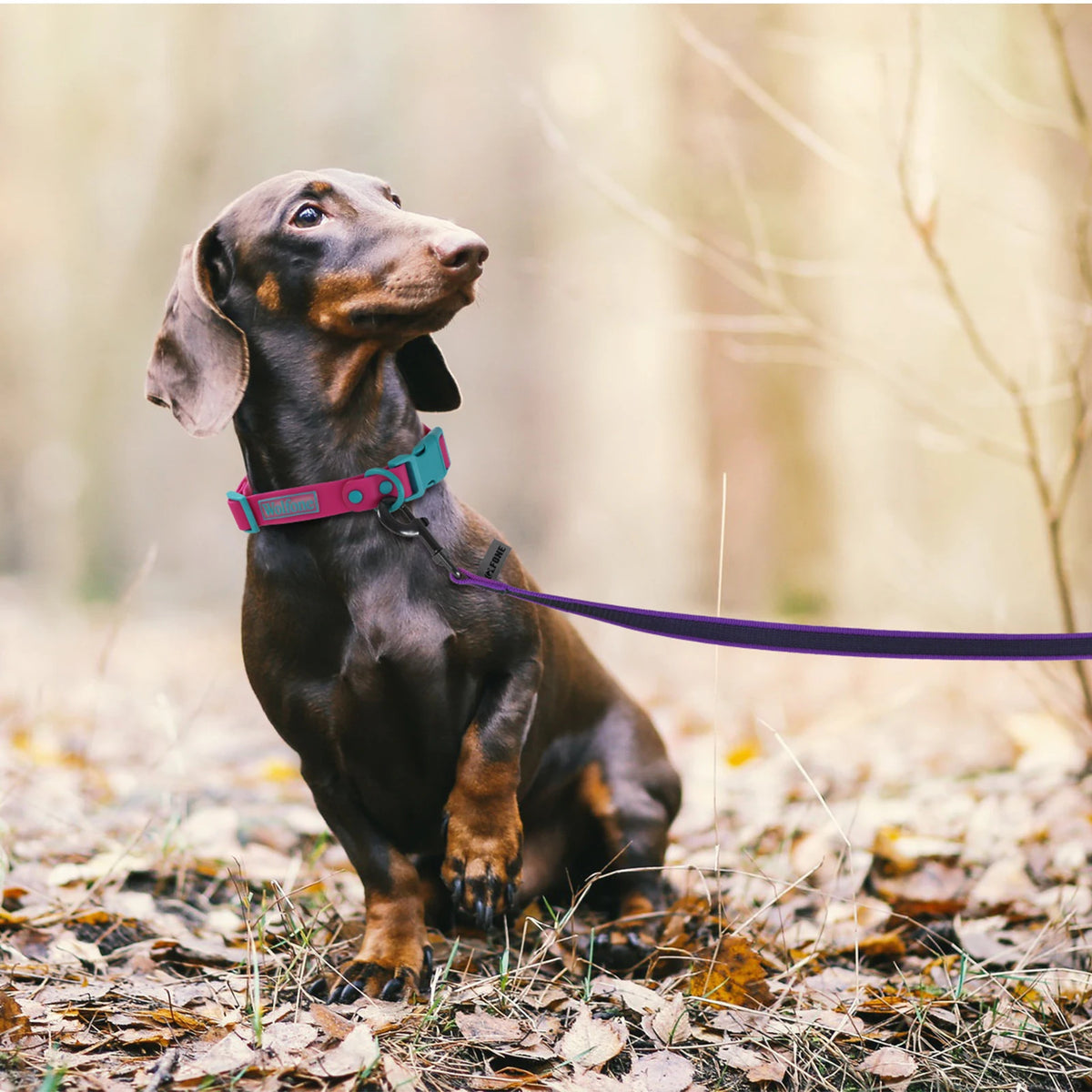1.5M/2M/5M/3M/15M Medium small Long Dog Leash Latex Silk Easy and Convenient Training Big Dual color dog leash 10 meters