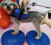 Dogs Training Aids Balance Flying Saucer Fitness Sports Muscle Atrophy Dog Agility Toy Pet Rehabilitation Training Products