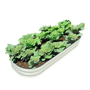 Metal Raised Garden Beds Land Guard Galvanized Raised Garden Bed Kit - Oval Large Metal Planter Garden Boxes