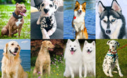 Dog Training Clicker Pet Cat Dog Click Trainer Various Style Aid Adjustable WristStrap Sound Key Chain Dog Repeller Pet Product